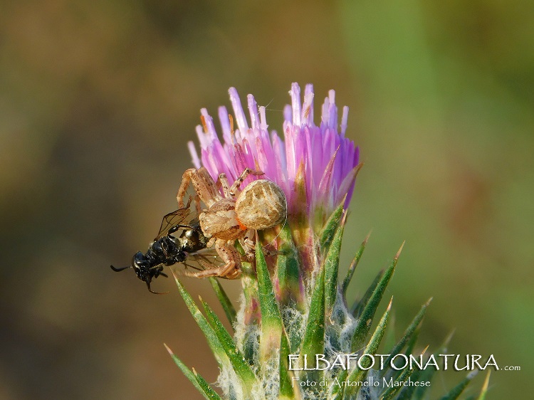 Xysticus sp. - Isola d''Elba (LI)